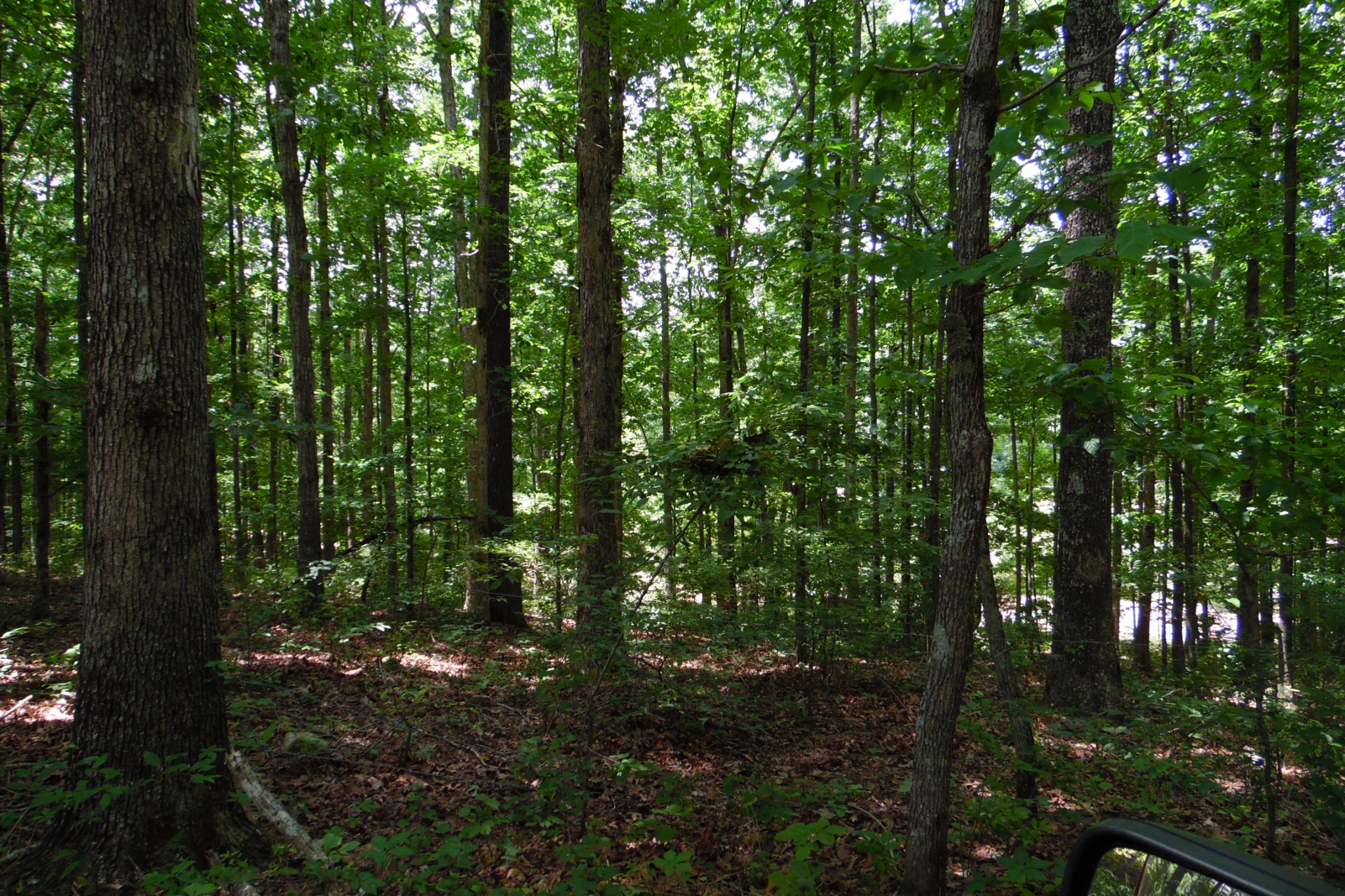 0 Staggs Loop Lawrenceburg, TN 38464 - Photo 11 of 11 Gallery Image 11