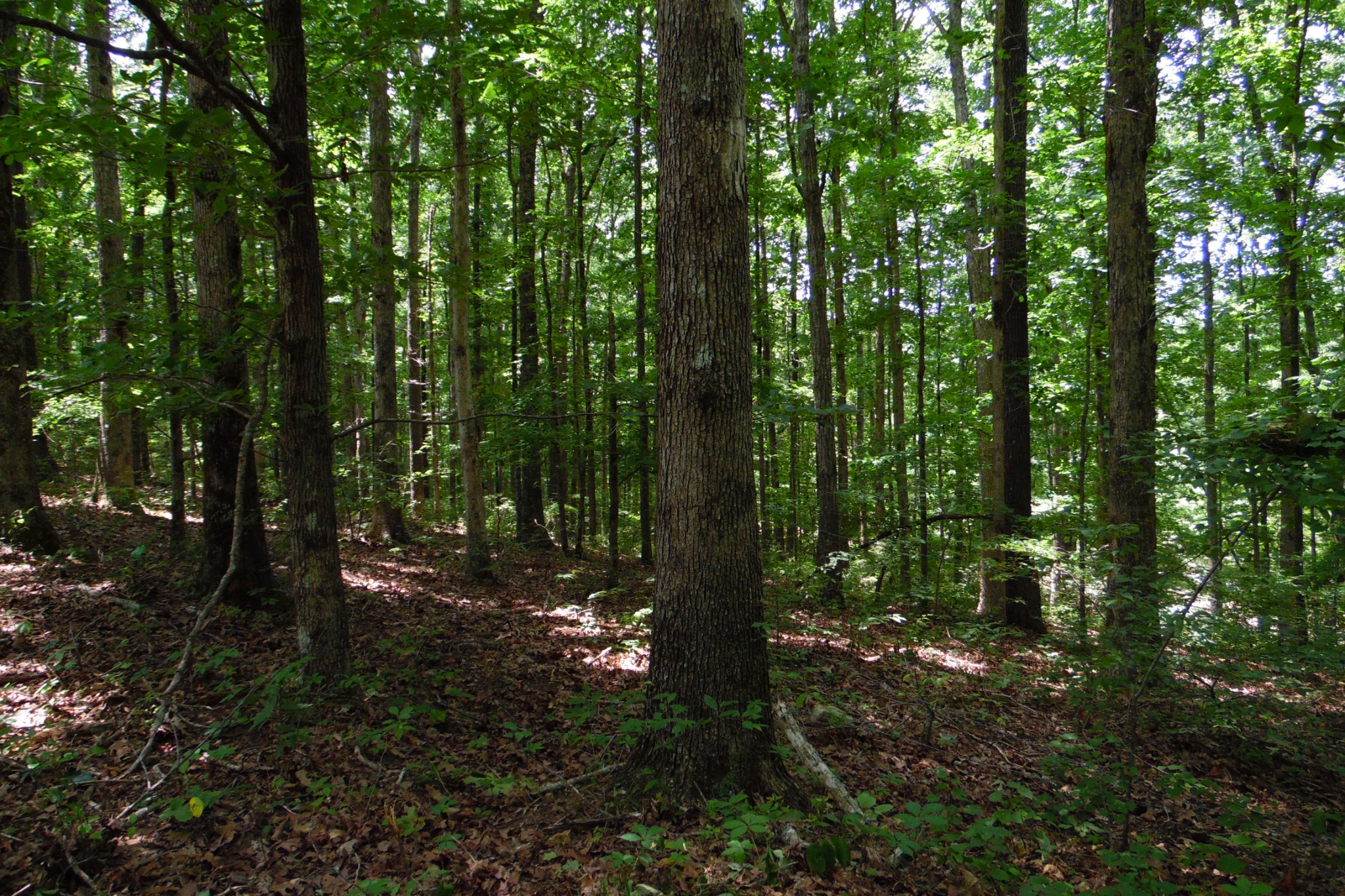 0 Staggs Loop Lawrenceburg, TN 38464 - Photo 10 of 11 Gallery Image 10