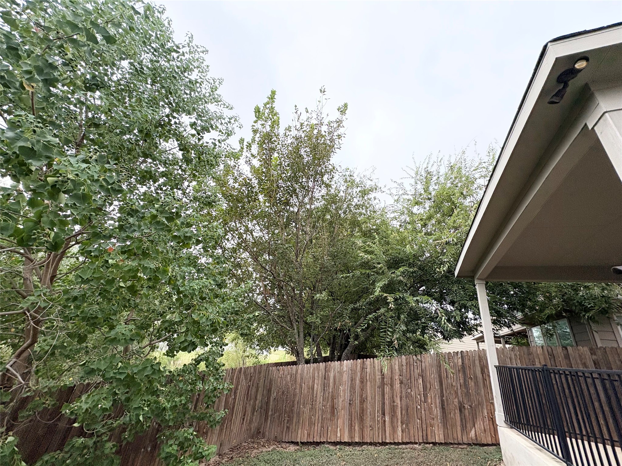 16103 Windroot Street Austin, TX 78728 - Photo 30 of 32 Mature trees rise above a tall wooden privacy fence bordering the grassy backyard.