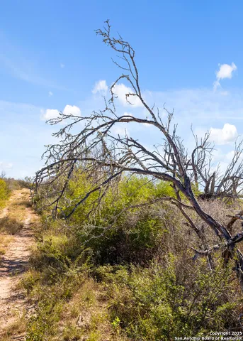 a view of a yard with a tree