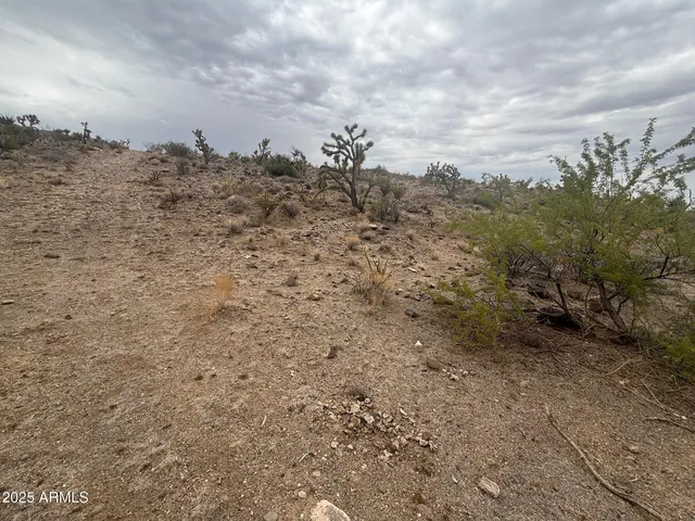 a view of a dry yard with trees