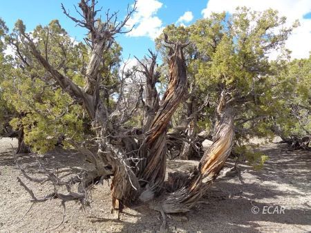 S27 T38n R67e Montello, NV 89830 - Photo 5 of 9