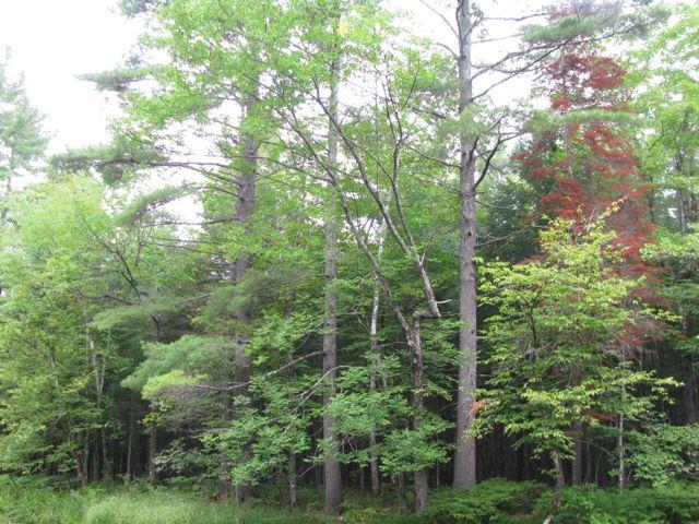 3 Weld Street Carthage, ME 04224 - Photo 18 of 24 IMG_3121
