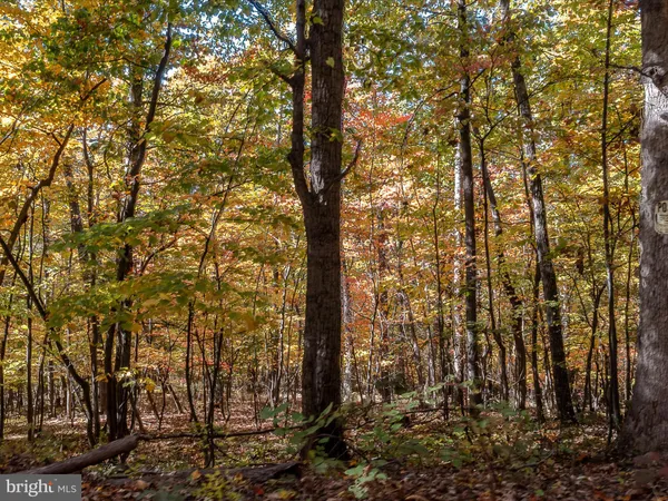 a view of a tree