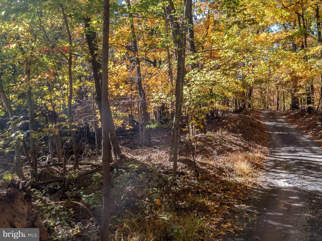 a view of a forest with trees