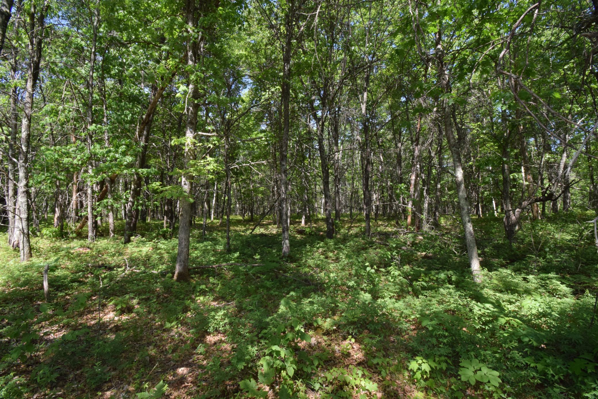 29093 Deerpath Pass Danbury, WI 54830 - Photo 63 of 94