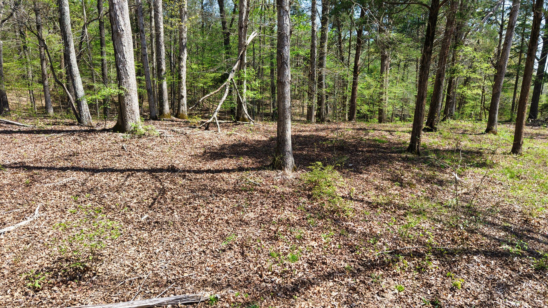 0 Brown Hollow Road Lyles, TN 37098 - Photo 21 of 24