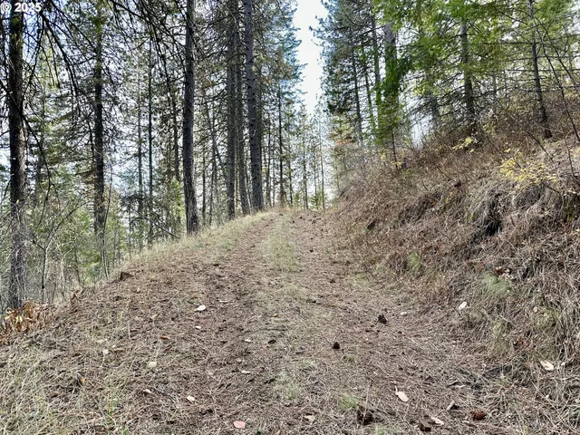 a view of a forest with trees in the background