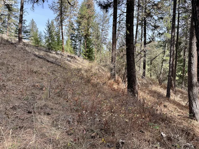 a picture of trees with lots of bushes