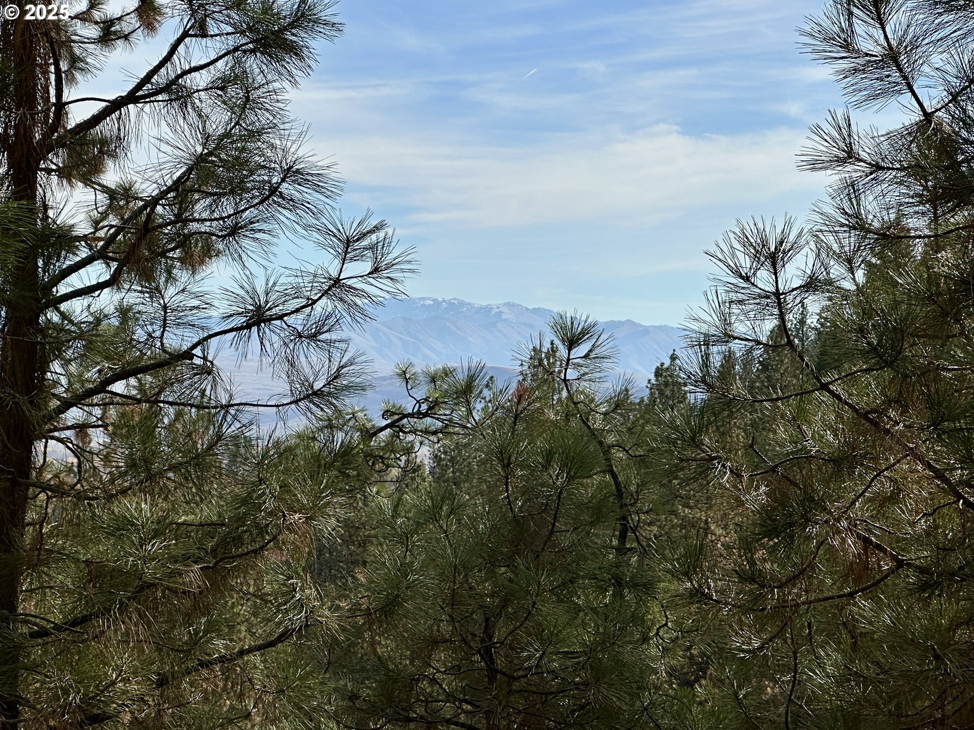 48144 East Pine Creek Road Halfway, OR 97834 - Photo 33 of 48 a picture of trees with lots of bushes