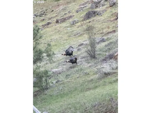 $699,000 | 48144 East Pine Creek Road, Halfway, OR 97834