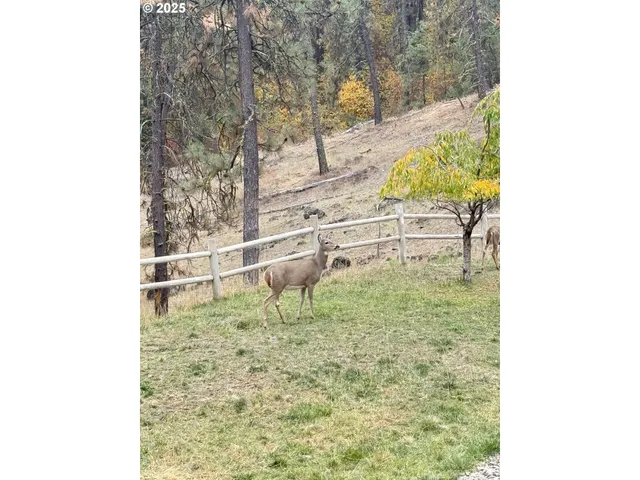 a view of a yard with large trees