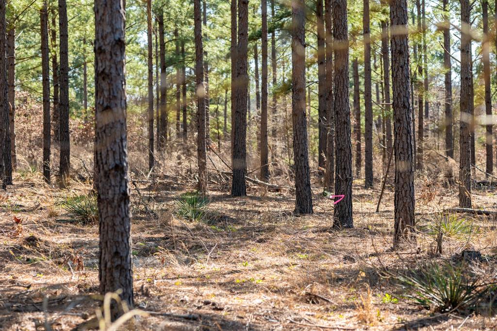 Tbd State Highway 64 Ben Wheeler, TX 75754 - Photo 14 of 36 View of local wilderness