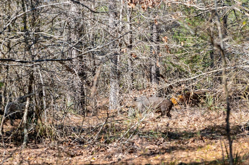 Tbd State Highway 64 Ben Wheeler, TX 75754 - Photo 18 of 36 View of local wilderness