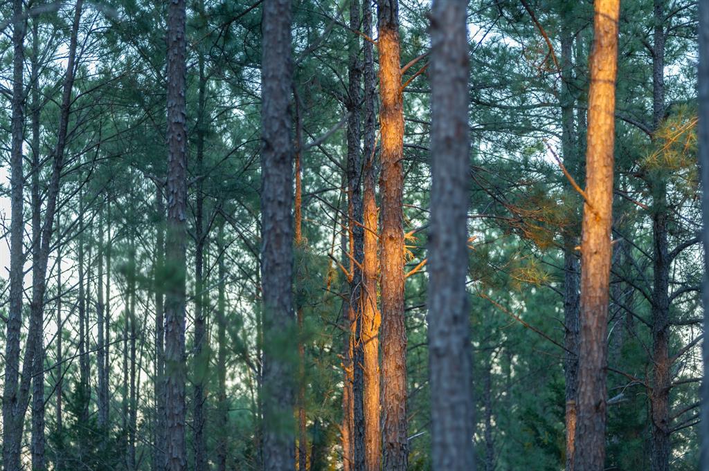Tbd State Highway 64 Ben Wheeler, TX 75754 - Photo 34 of 36 View of nature featuring a wooded view