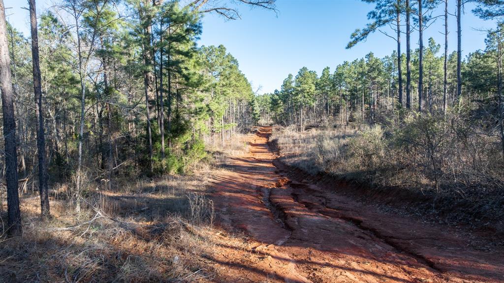 Tbd State Highway 64 Ben Wheeler, TX 75754 - Photo 35 of 36 View of nature with a forest view