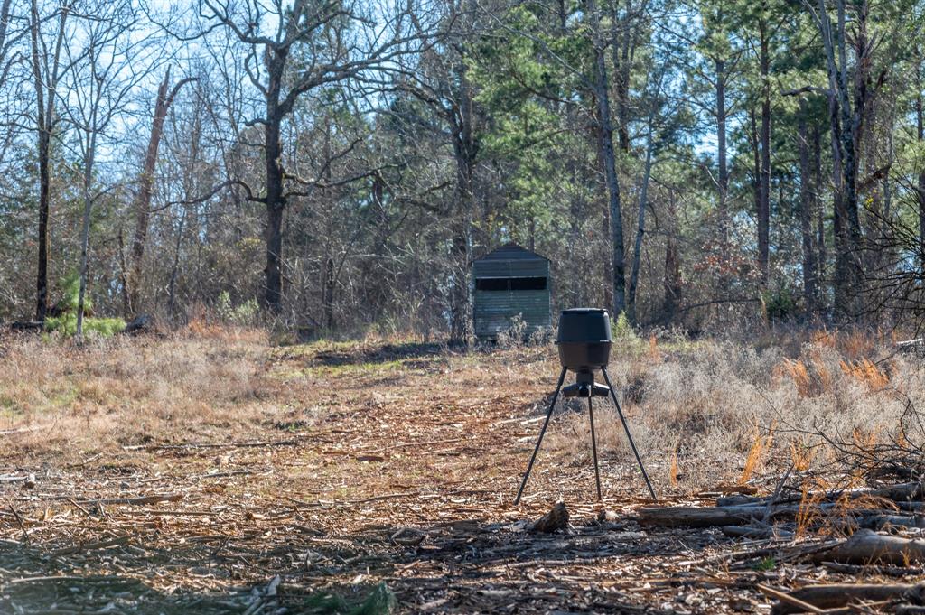 Tbd State Highway 64 Ben Wheeler, TX 75754 - Photo 4 of 36 View of yard