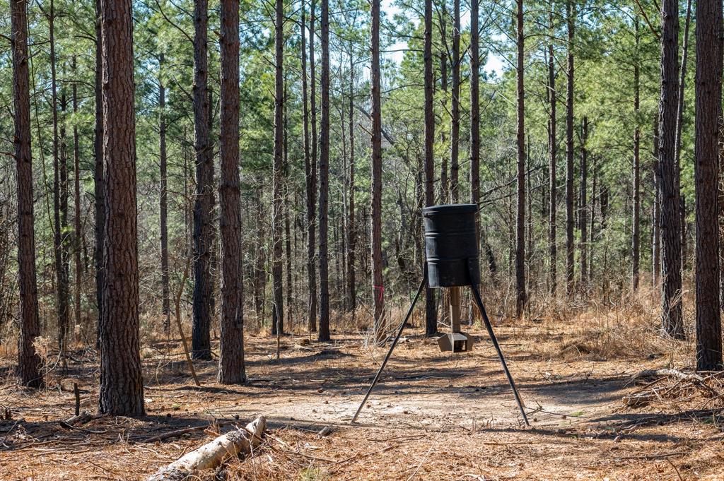 Tbd State Highway 64 Ben Wheeler, TX 75754 - Photo 5 of 36