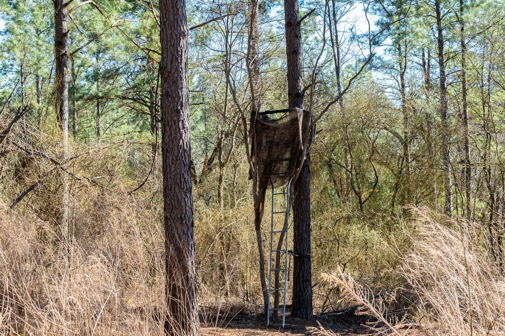 Tbd State Highway 64 Ben Wheeler, TX 75754 - Photo 6 of 36 View of local wilderness with a view of trees