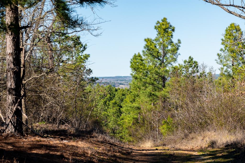 Tbd State Highway 64 Ben Wheeler, TX 75754 - Photo 8 of 36 View of local wilderness