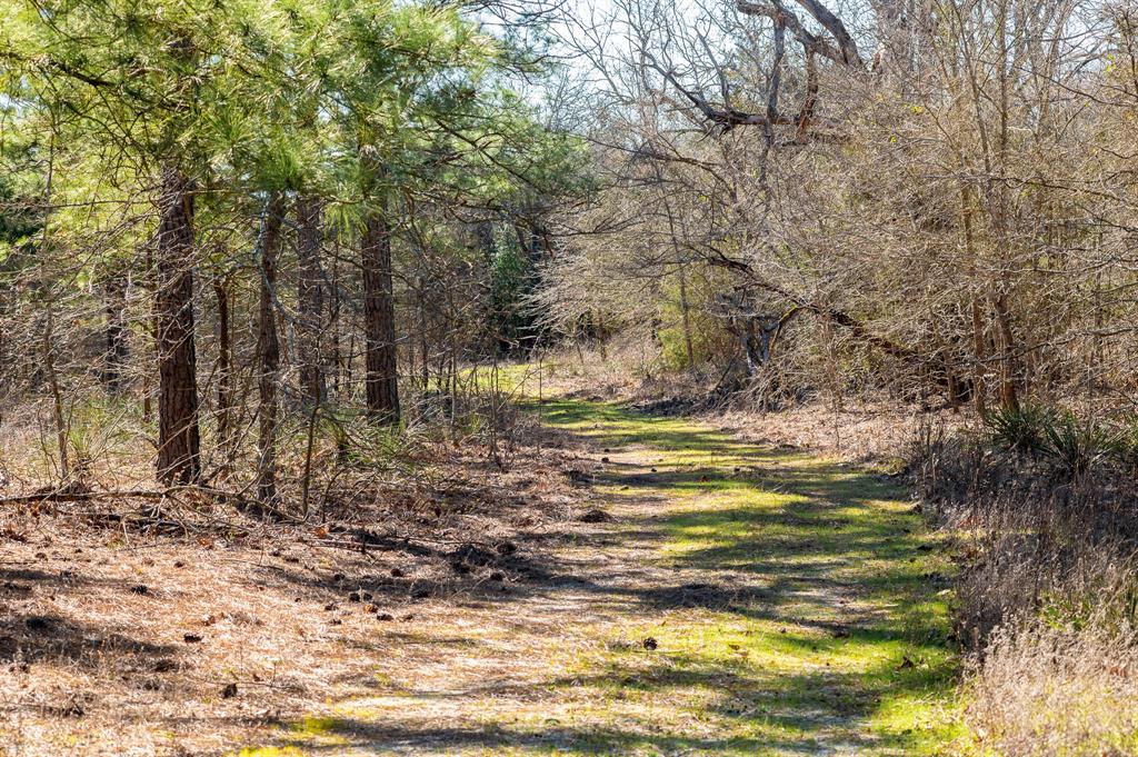 Tbd State Highway 64 Ben Wheeler, TX 75754 - Photo 9 of 36 View of nature