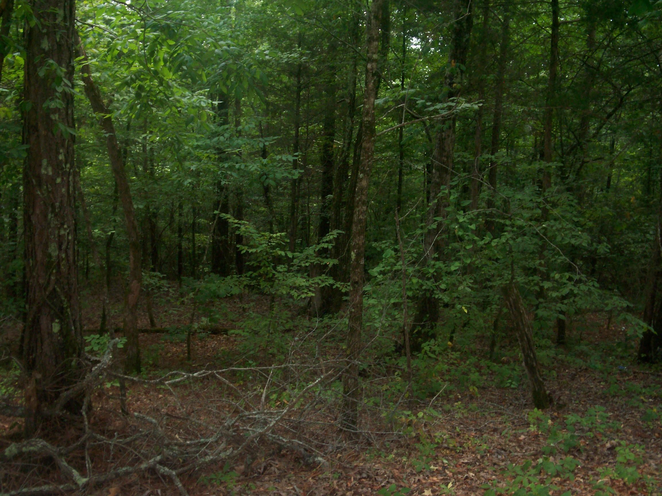 0 Mcmahan Road Middleton, TN 38052 - Photo 3 of 4 Gallery Image 3