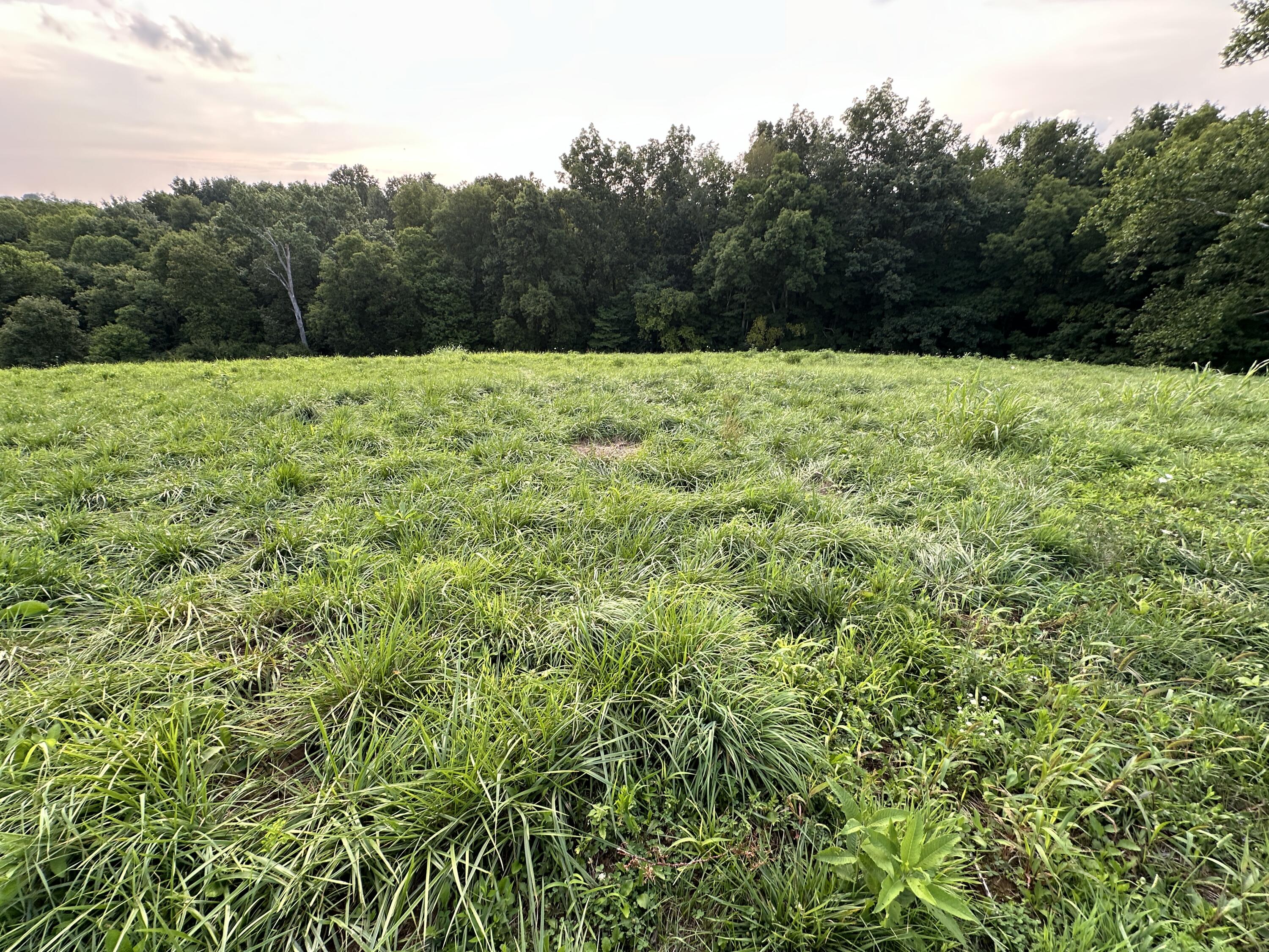 719 Upper Lick Road Moorefield, KY 40350 - Photo 26 of 29 Field