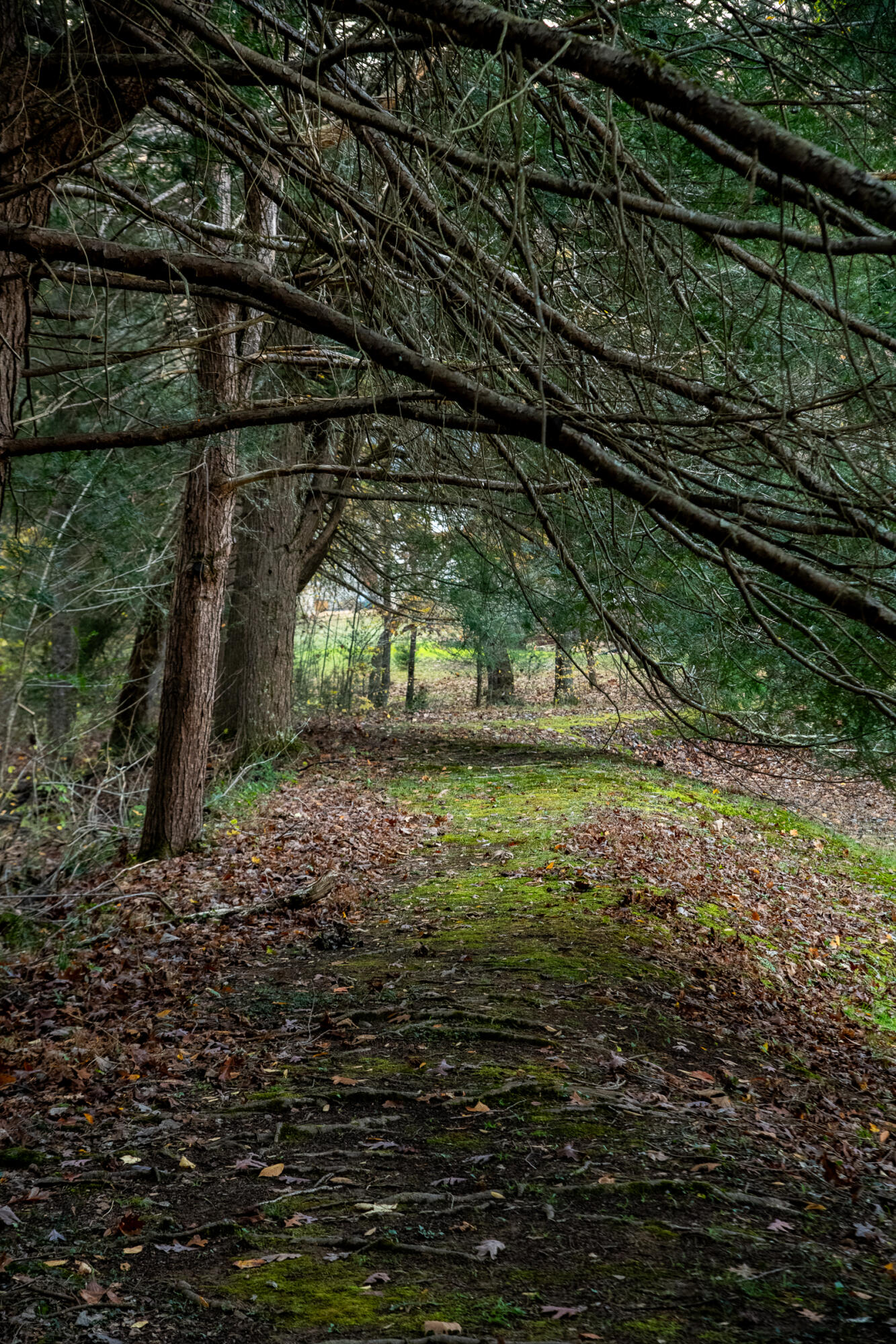 0 Cherokee Knoll Chickamauga, GA 30707 - Photo 54 of 82 Cloudland-46