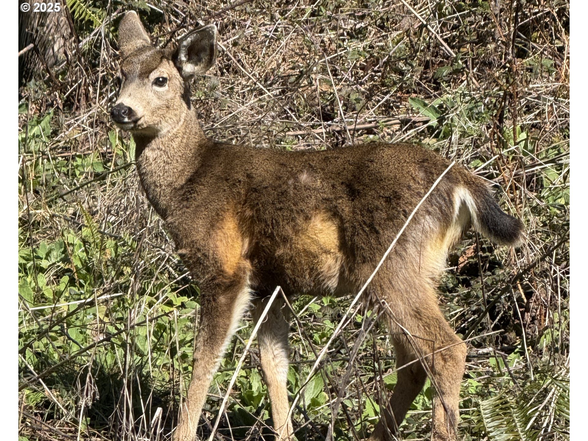 3 Cinnabar Road, Unit LOT #3 North Bend, OR 97459 - Photo 8 of 10