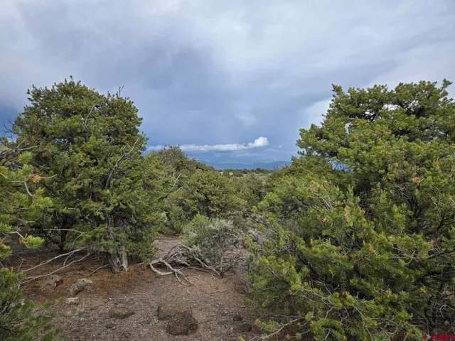 a view of a garden with a tree