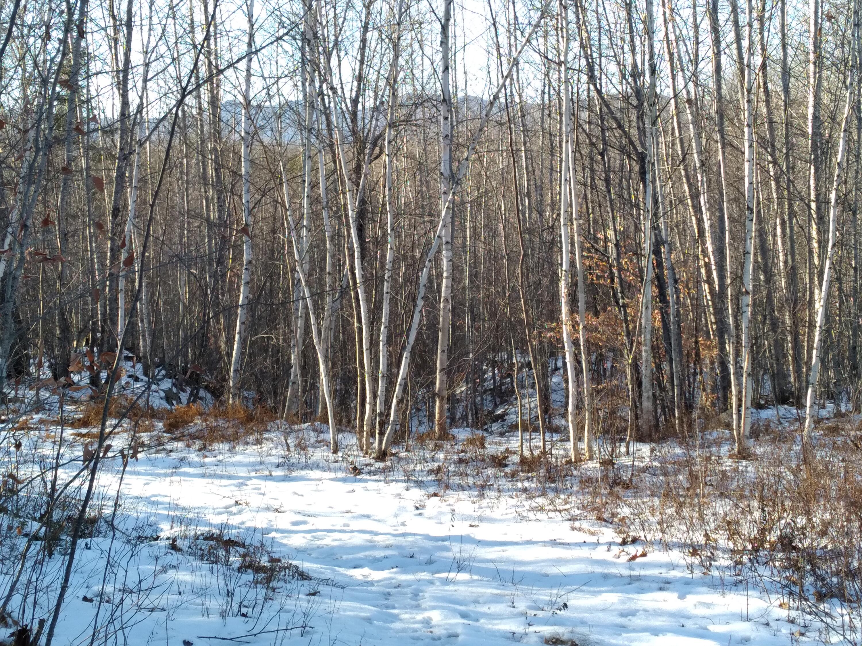 0 Mc Neil Road Fryeburg, ME 04037 - Photo 17 of 19 20211217_140256