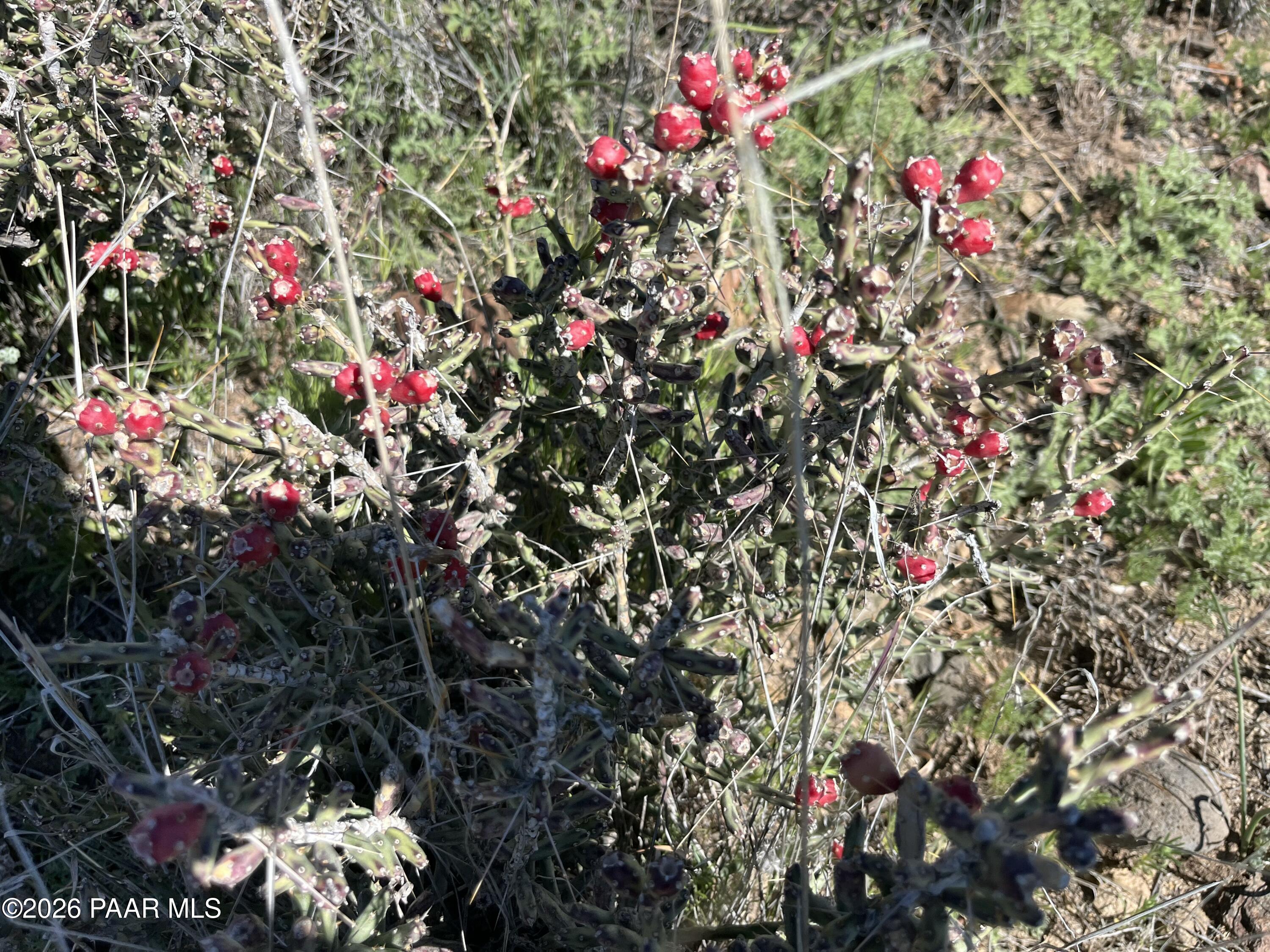 0 South Walnut Grove Road Kirkland, AZ 86332 - Photo 8 of 15