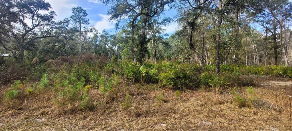 Southeast 68th Terrace White Springs, FL 32096 - Photo 3 of 6 a view of a lush green forest with lots of trees