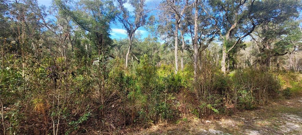 Southeast 68th Terrace White Springs, FL 32096 - Photo 5 of 6 a view of a yard