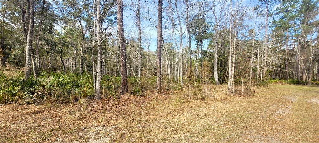 Southeast 68th Terrace White Springs, FL 32096 - Photo 6 of 6 a view of small yard