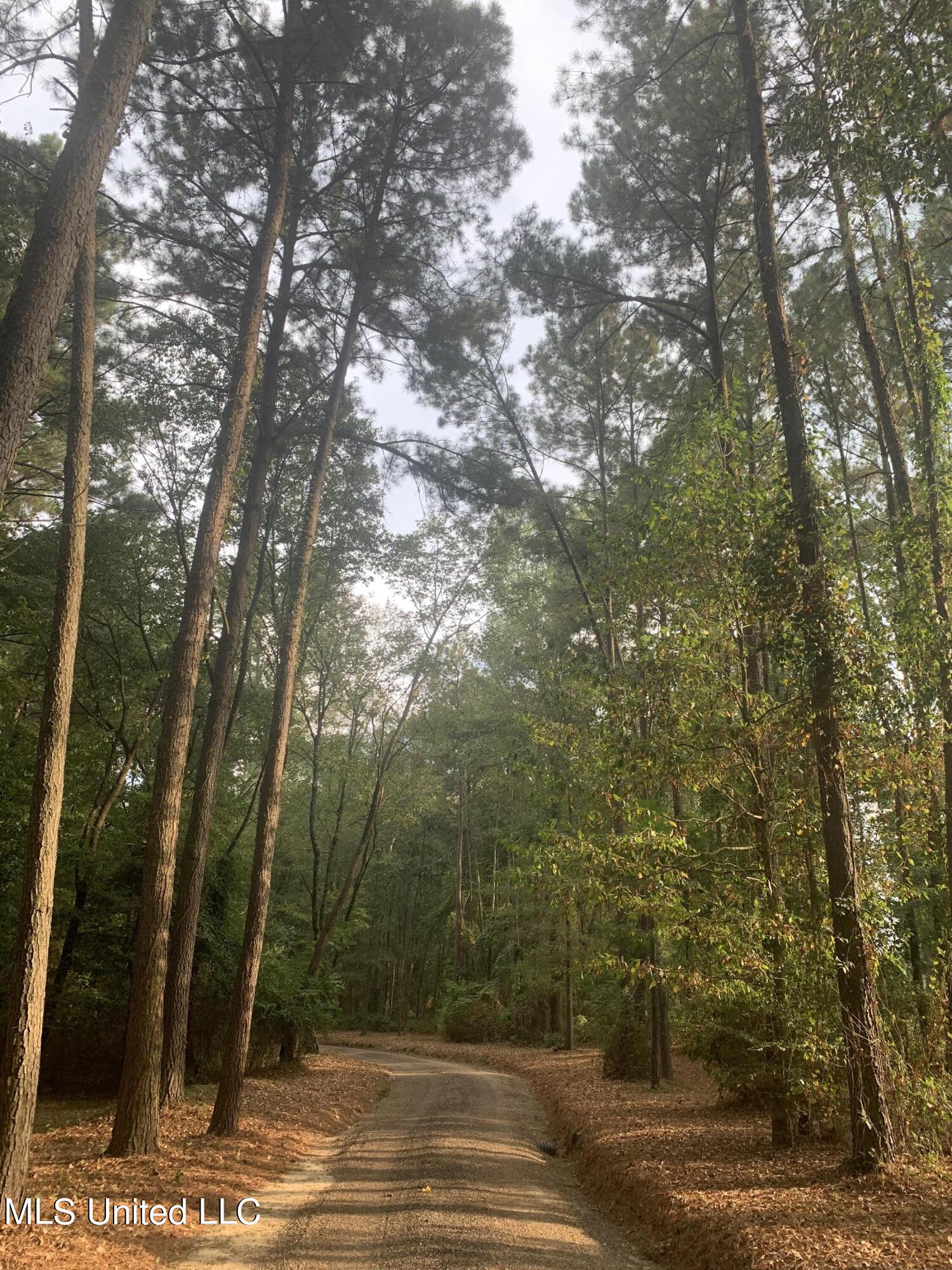 2568 Highway 481 Raleigh, MS 39153 - Photo 7 of 89 Driveway