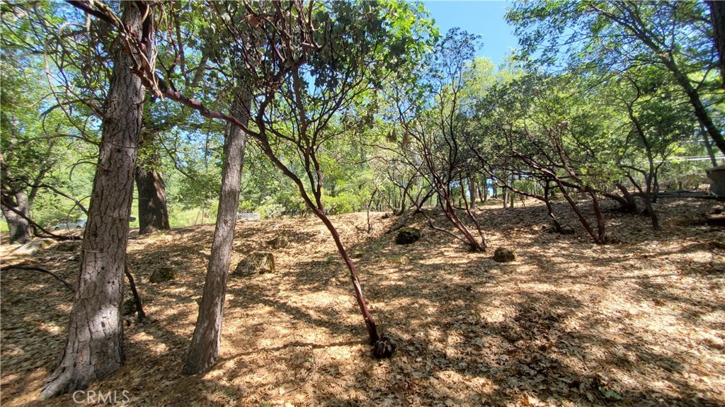 11545 Loch Lomond Road Middletown, CA 95461 - Photo 5 of 5 a view of a yard with a tree