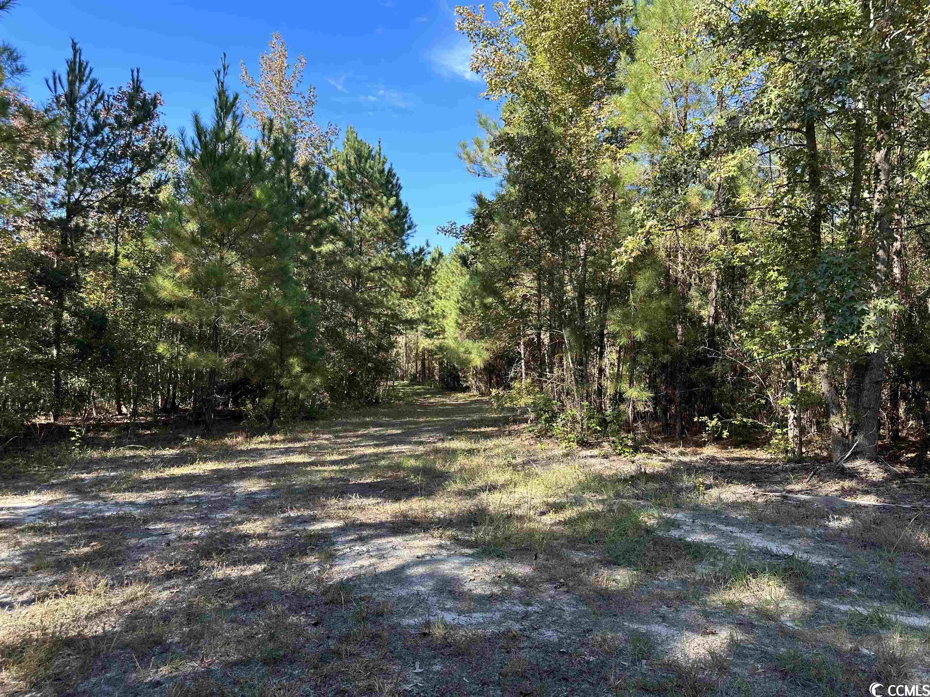 Tbd Santee Road Lane, SC 29564 - Photo 13 of 32 Gallery Image 13