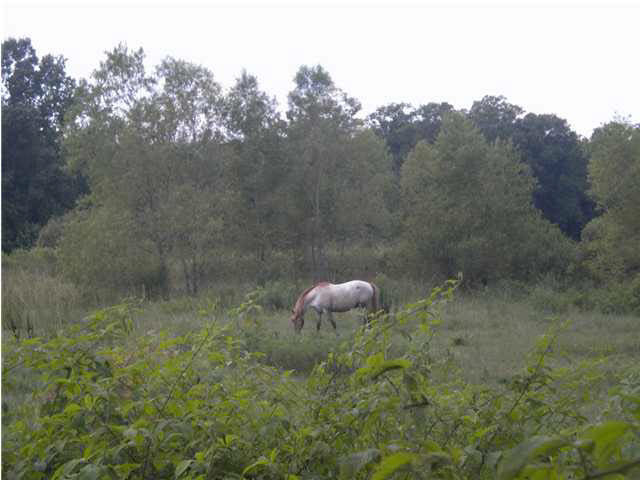 1145 Stump Ridge Road Brandon, MS 39047 - Photo 17 of 17 Photo 17