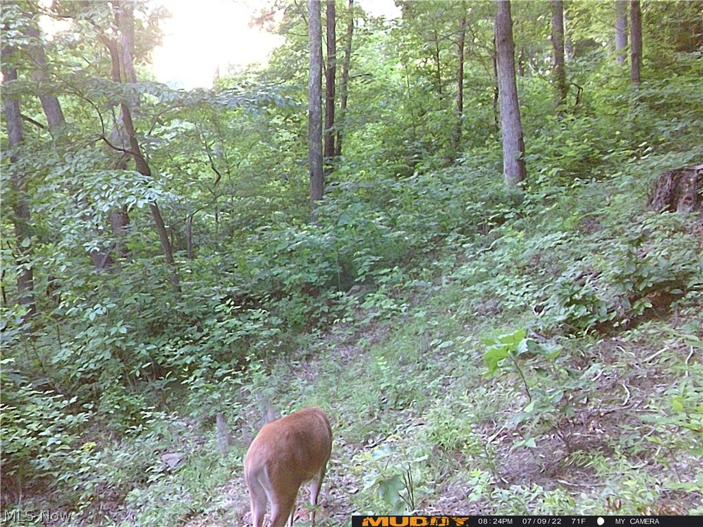 Campbell Road Freeport, OH 43973 - Photo 20 of 33 Gallery Image 20