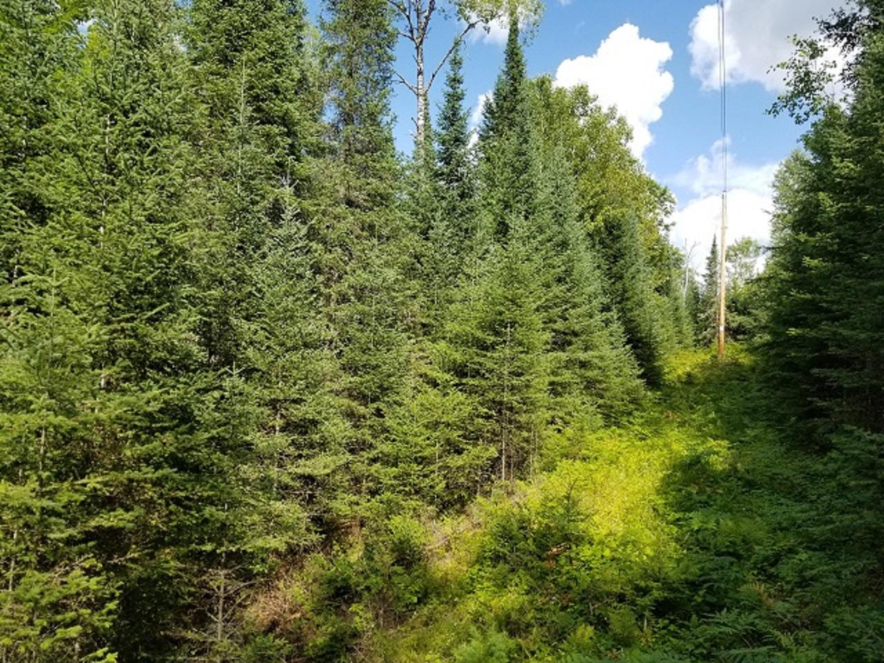 Lot 10 Cth Ff Mercer, WI 54547 - Photo 14 of 21 Gallery Image 14