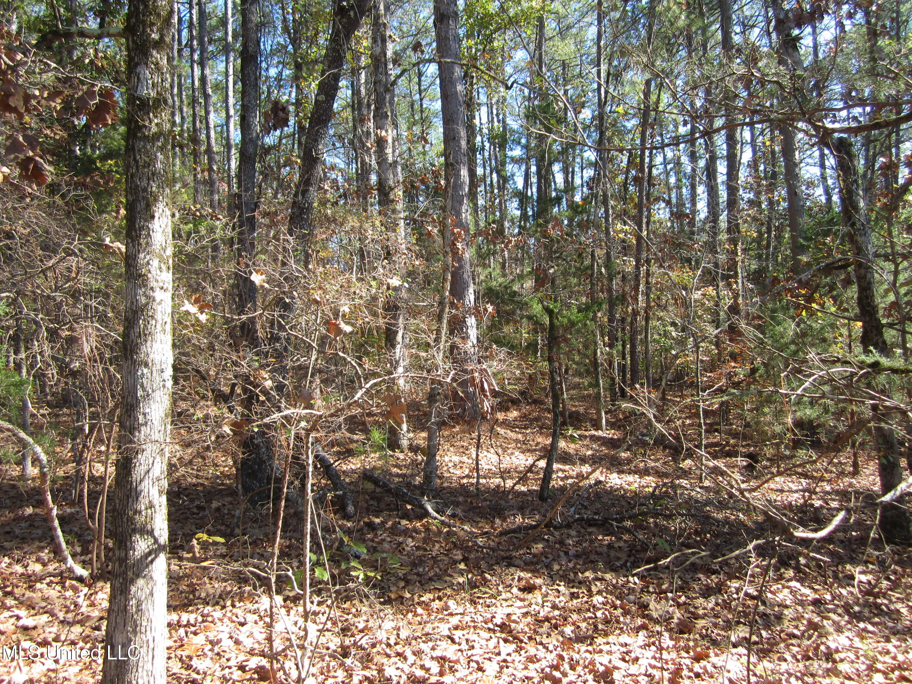 310 County Road Tiplersville, MS 38674 - Photo 3 of 15 IMG_7492