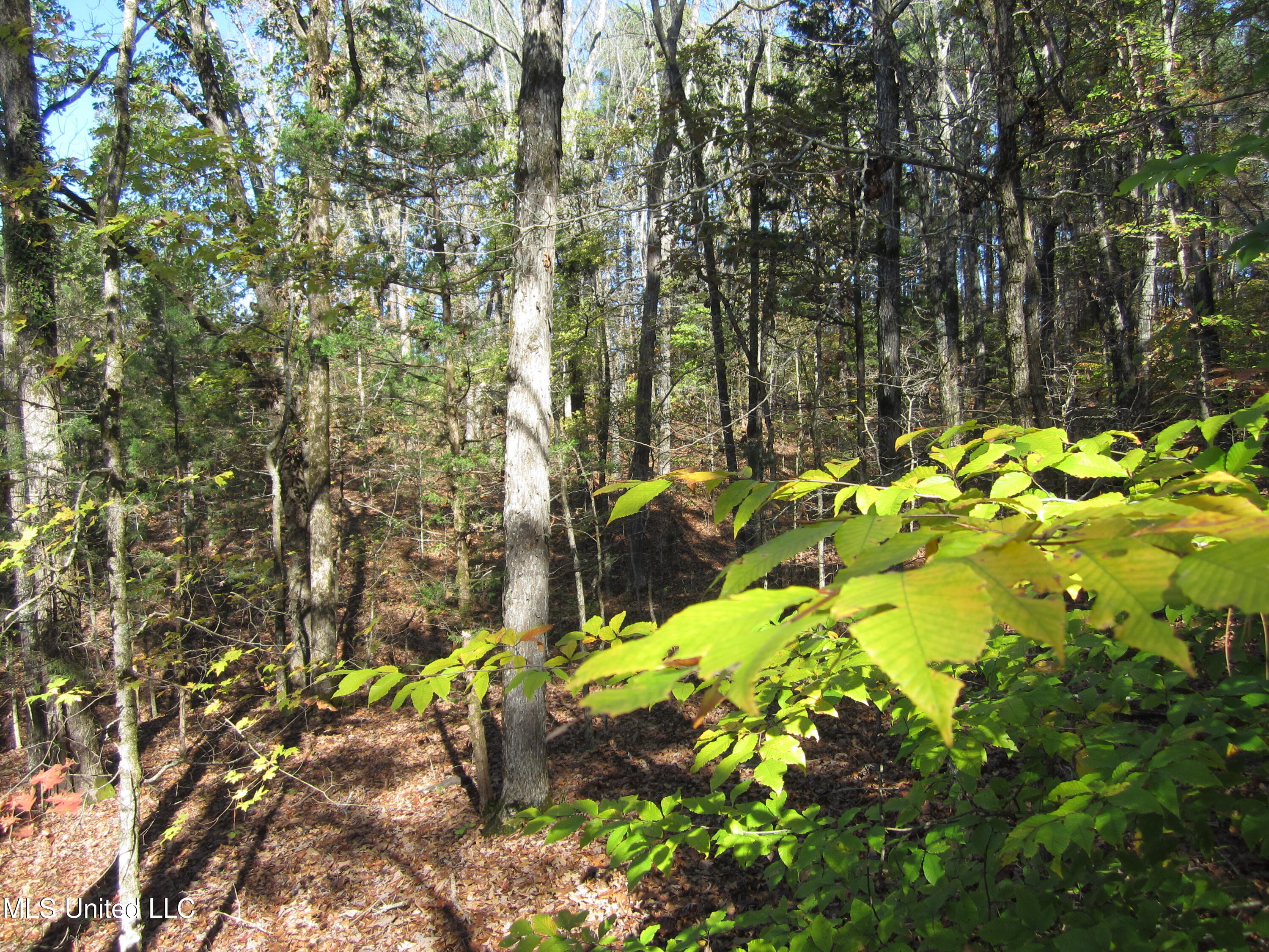 310 County Road Tiplersville, MS 38674 - Photo 6 of 15 IMG_7495