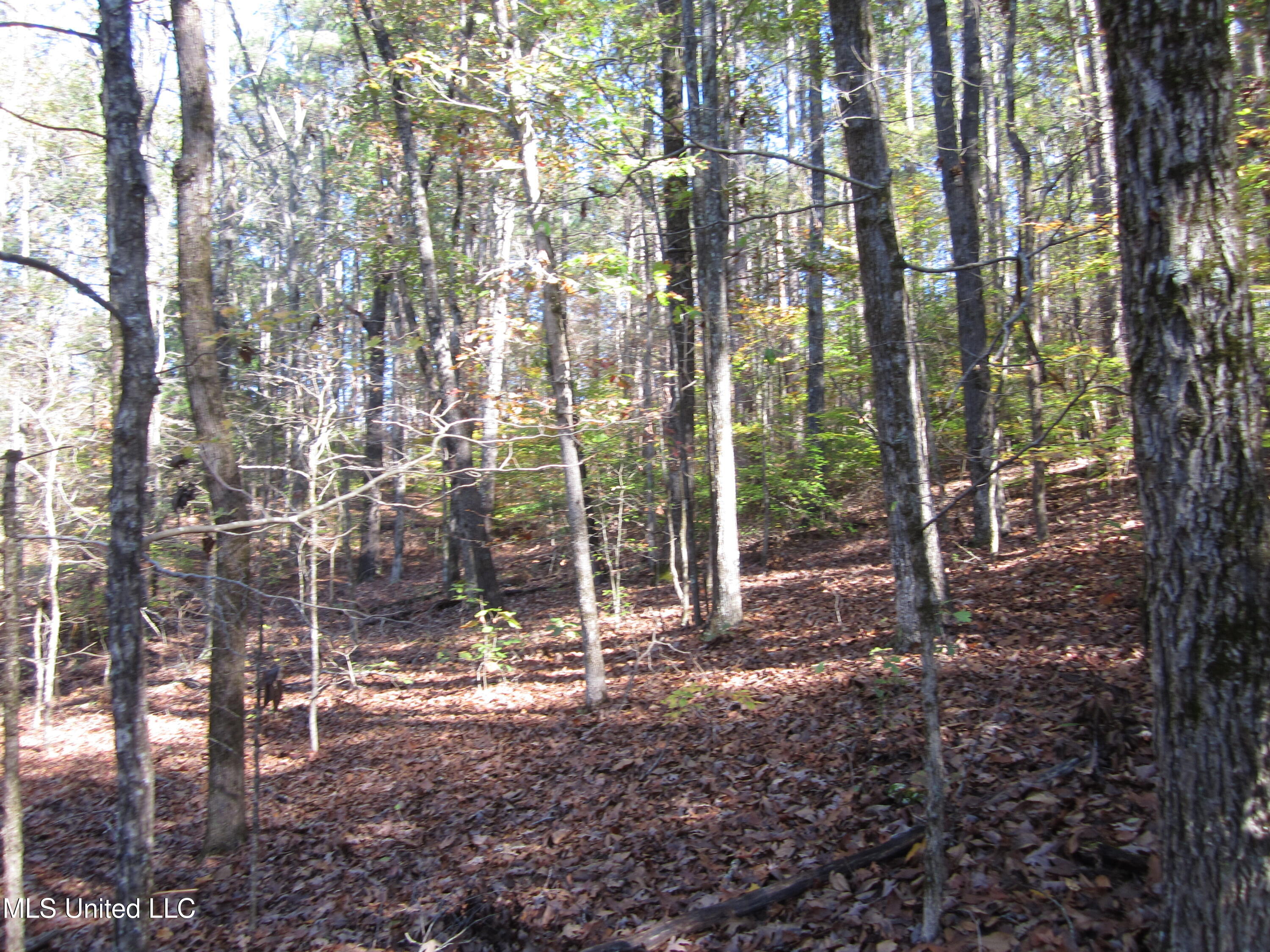 310 County Road Tiplersville, MS 38674 - Photo 7 of 15 IMG_7496