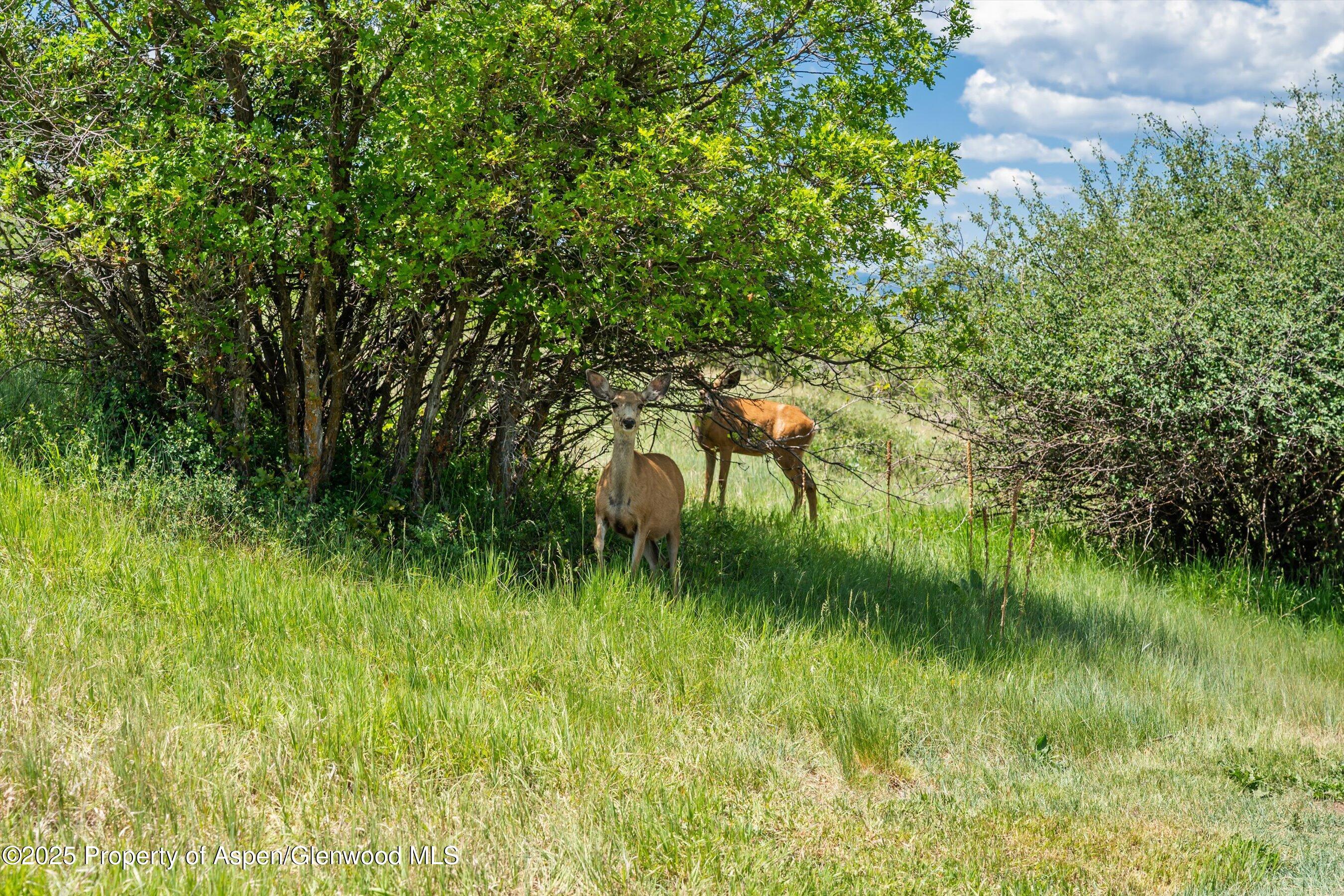 248 Basalt Mountain Drive Carbondale, CO 81623 - Photo 61 of 61 72-248BasaltMtn_25061372
