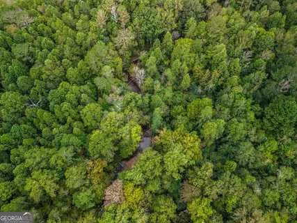 a view of a lush green forest with a tree