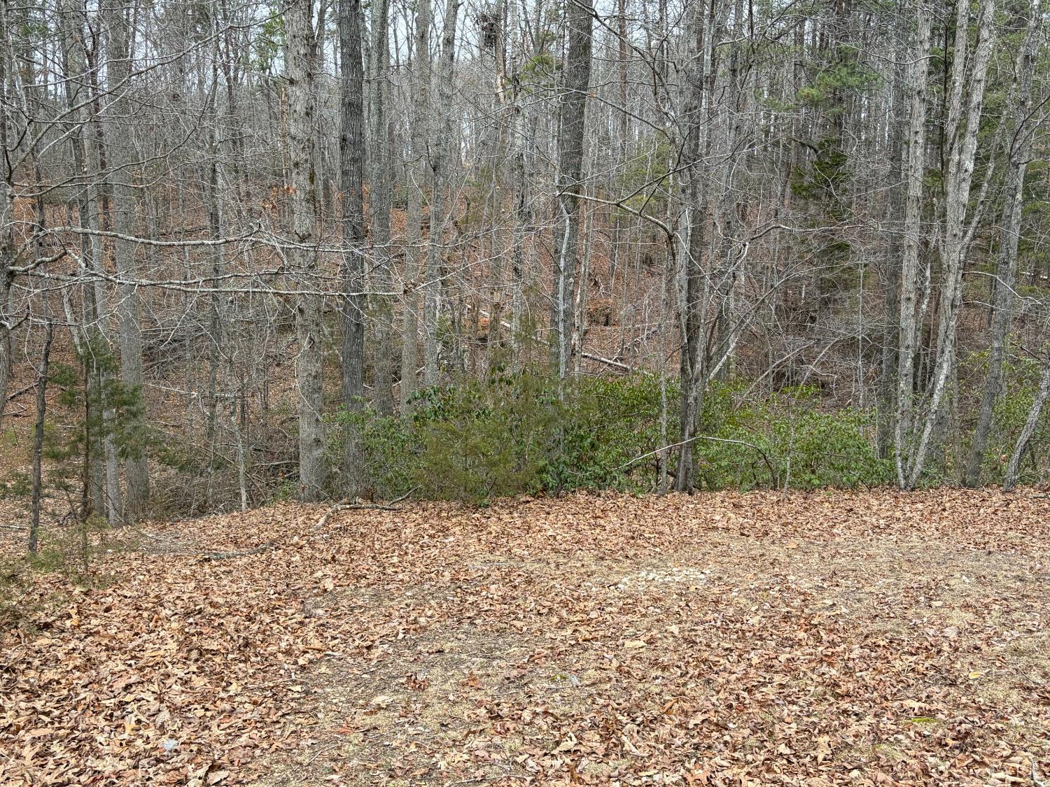 819 1 Mile Road Evington, VA 24550 - Photo 8 of 8 a view of a backyard of the house