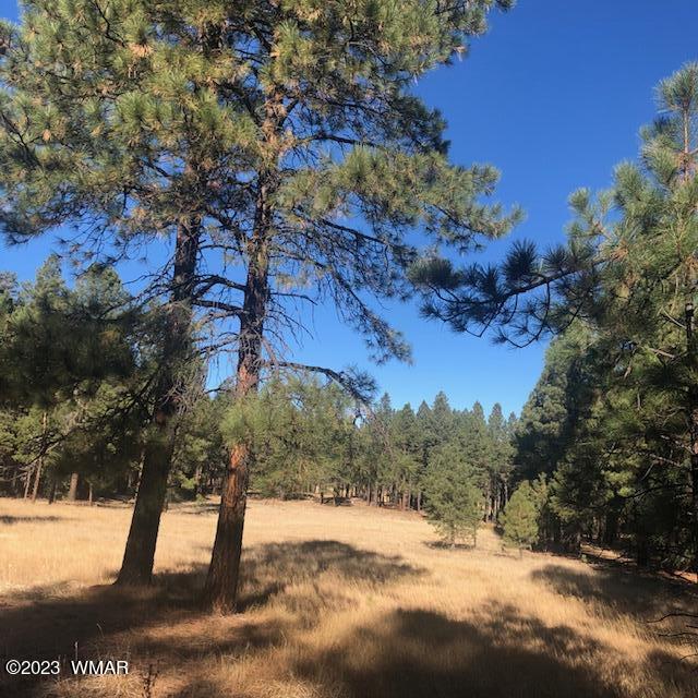 0 County Road Alpine, AZ 85920 - Photo 4 of 13