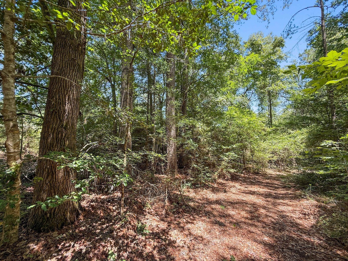 Tbd Hickman Road Burkeville, TX 75932 - Photo 14 of 45
