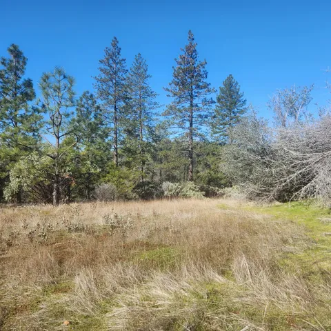 a view of a yard with trees in the background